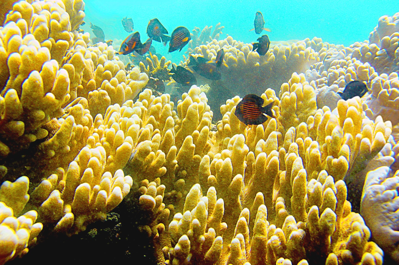 Rạn san hô tuyệt đẹp ở vùng biển xã đảo Tam Hải, huyện Núi Thành (Quảng Nam). Ảnh: NSNA Trần Công.